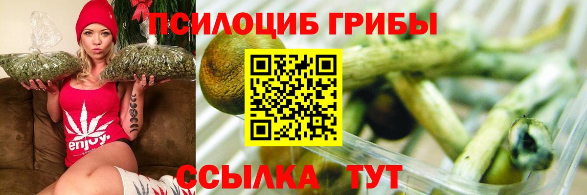 Псилоцибиновые грибы Psilocybine cubensis Шатура